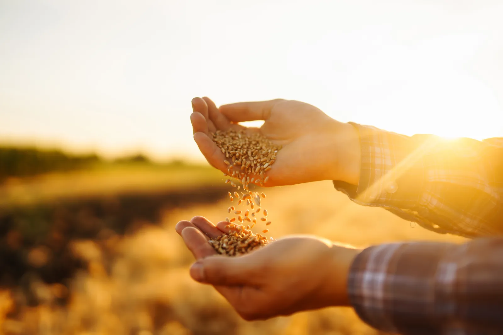 Manos de agricultor con grano